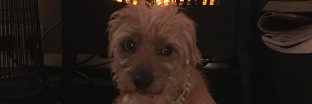 laurainnes12's profile banner image