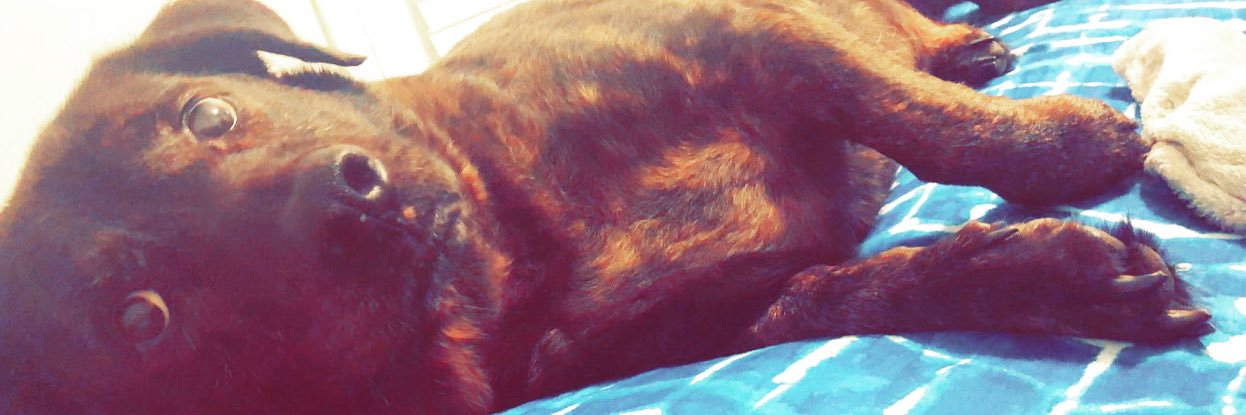 Ginger banner