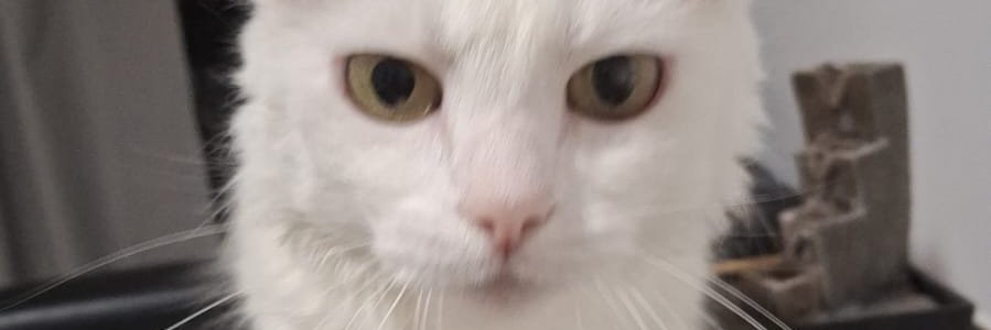 solceluna's profile banner image