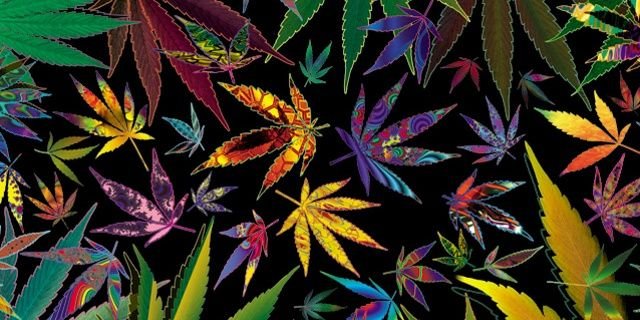DazedByNature's profile banner image