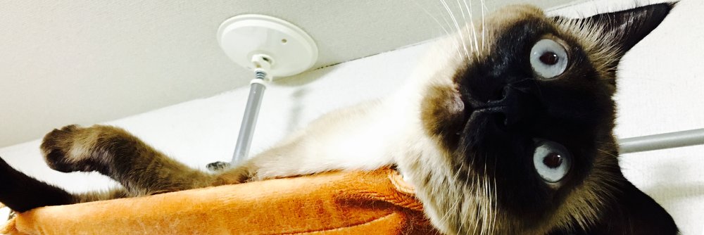 Meteor_Siamese's profile banner image