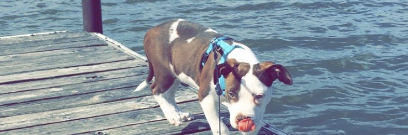 pitbullmilf's profile banner image