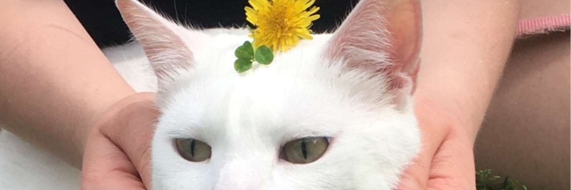bailey_faletto's profile banner image