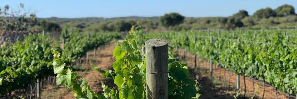 quimsolano Profile Banner