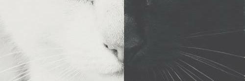 SalmSP77's profile banner image
