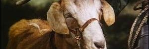 Fred_Goat's profile banner image