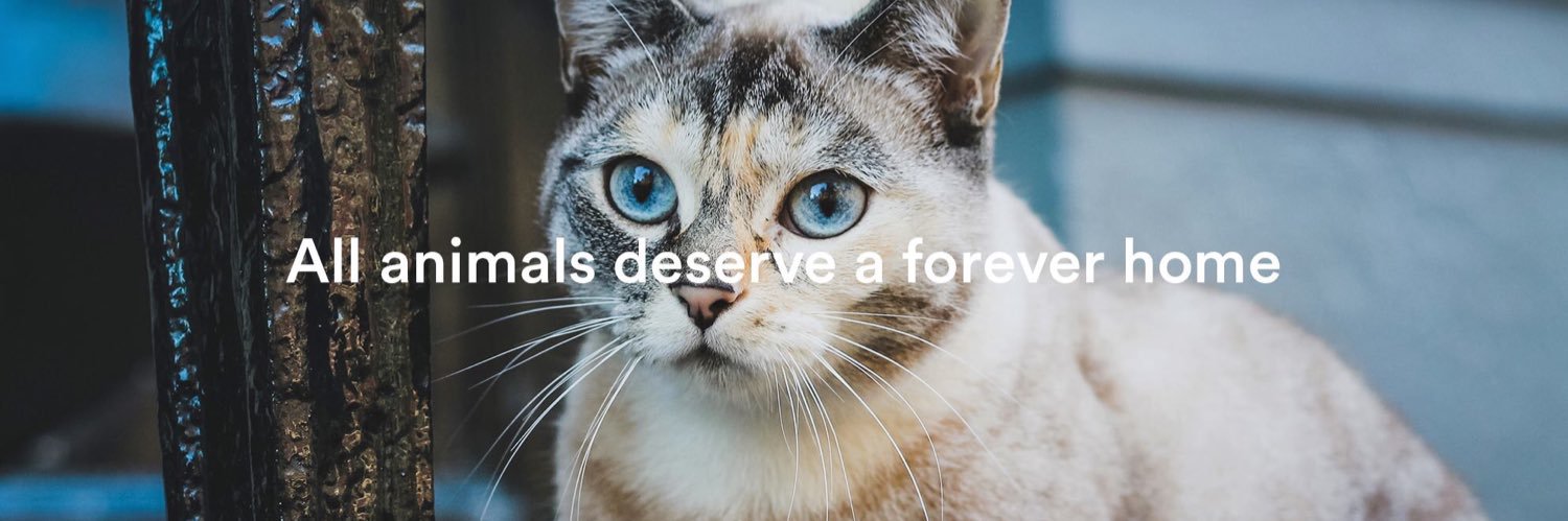 HolliesAnimals's profile banner image