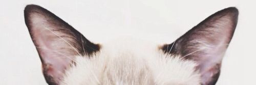 HulurIrem's profile banner image