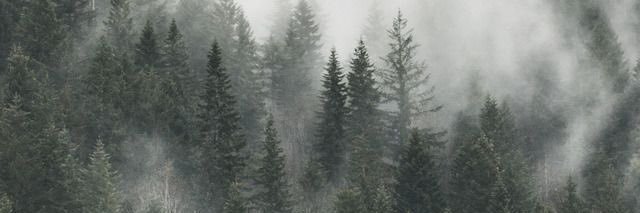 lesprimroses's profile banner image