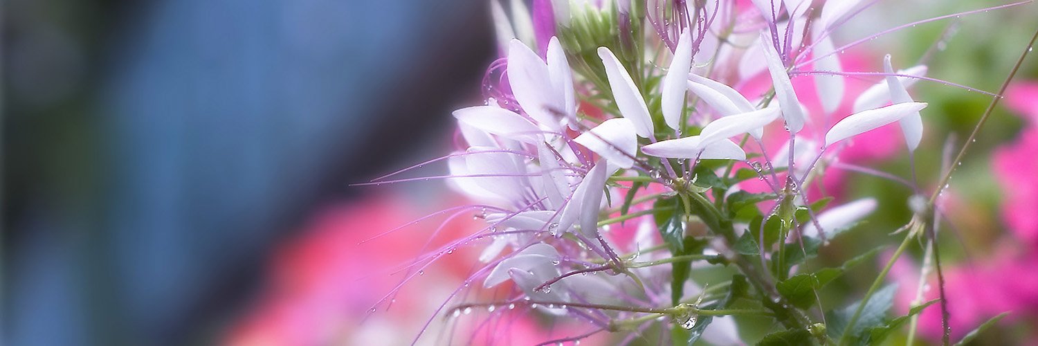 MooDeeDotCom's profile banner image