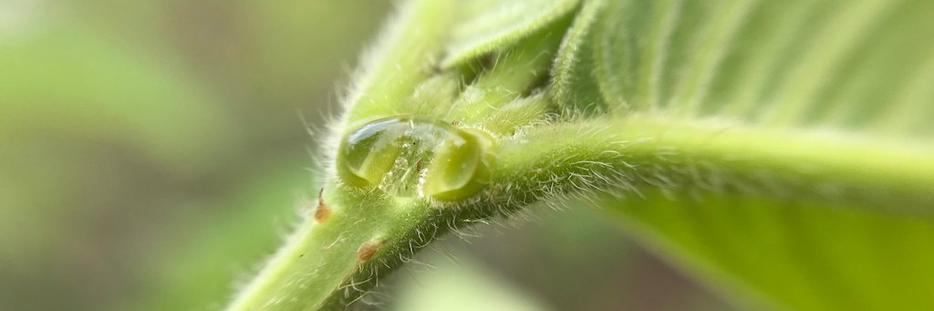 Eduardo Calixto banner