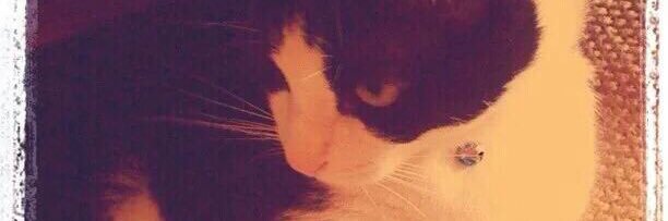 Elipurrr's profile banner image