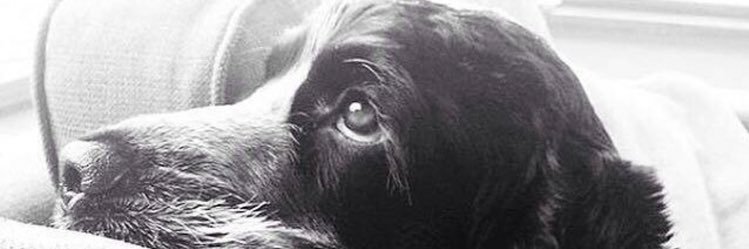 Sam banner