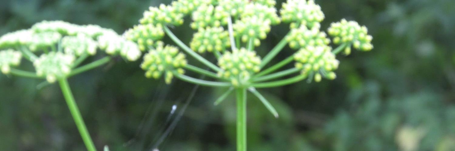 wythamgarden's profile banner image