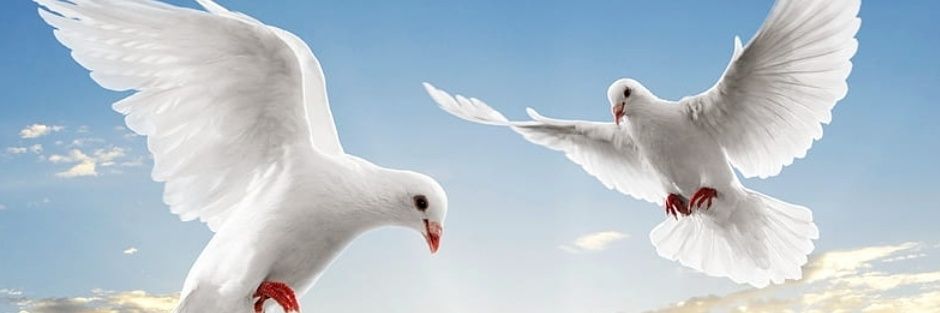 د انعام محمد الطيب banner