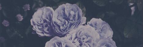 Camillakogake's profile banner image