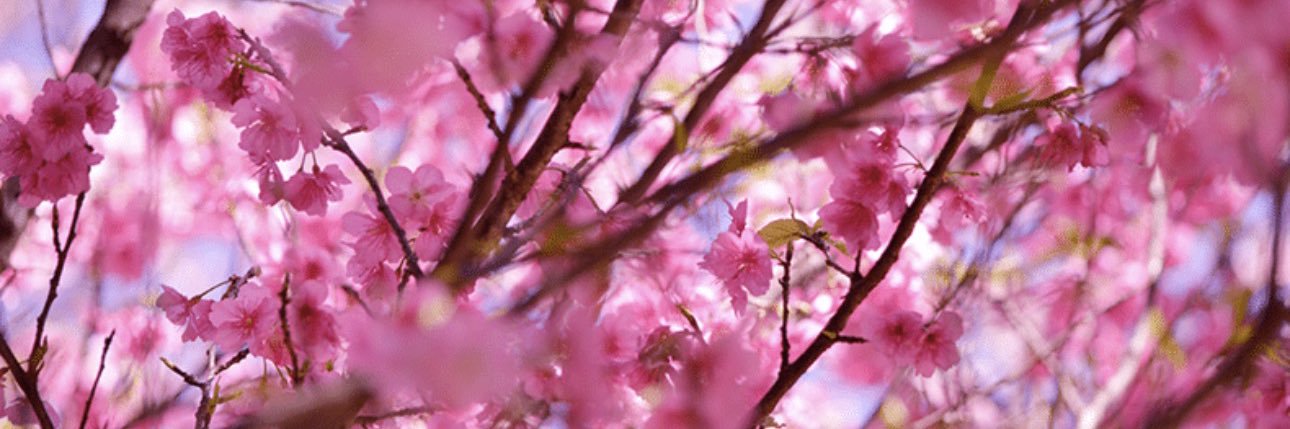 MoreSotelo's profile banner image