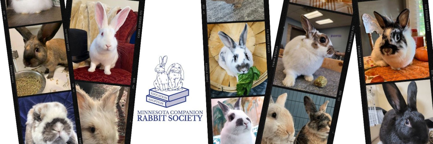 MNRabbitSociety's profile banner image