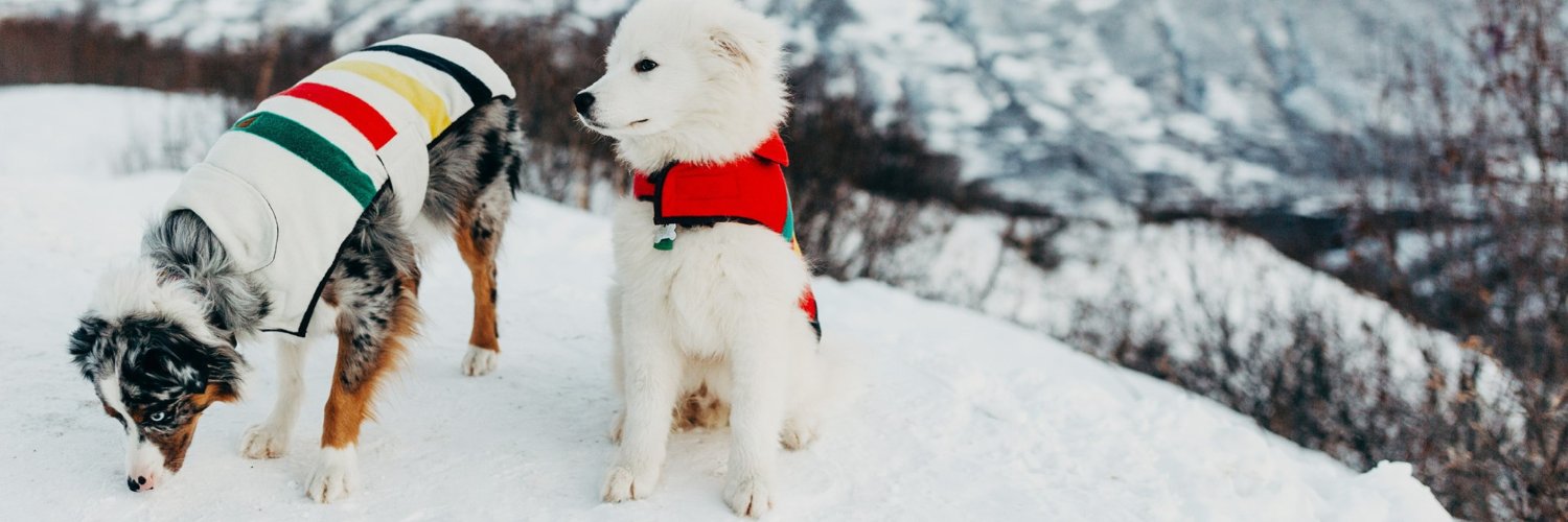 carolinapetco's profile banner image