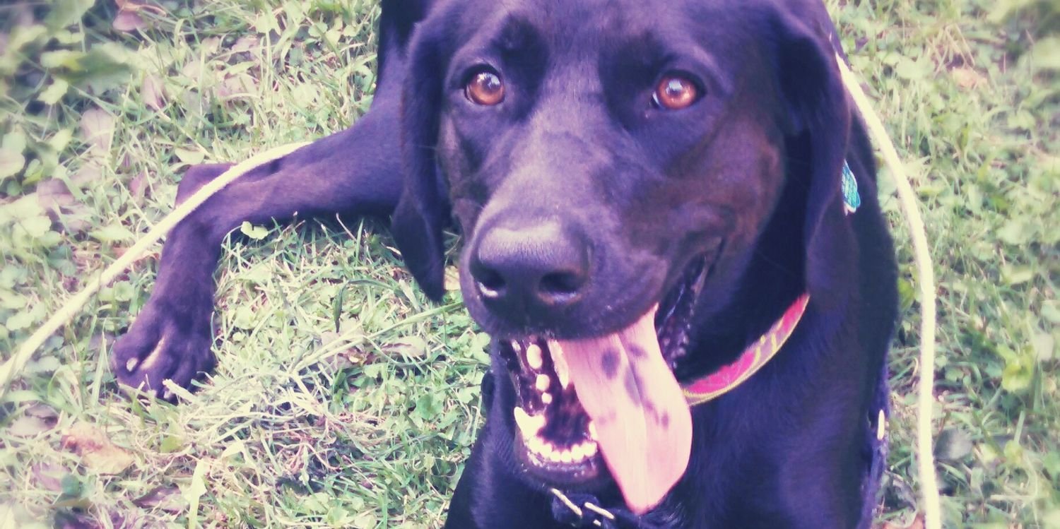 Heather Rocha banner