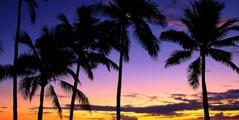 flor_pousa's profile banner image