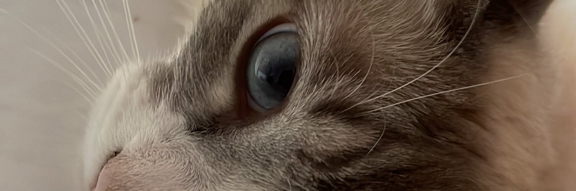 LiviaPicc's profile banner image