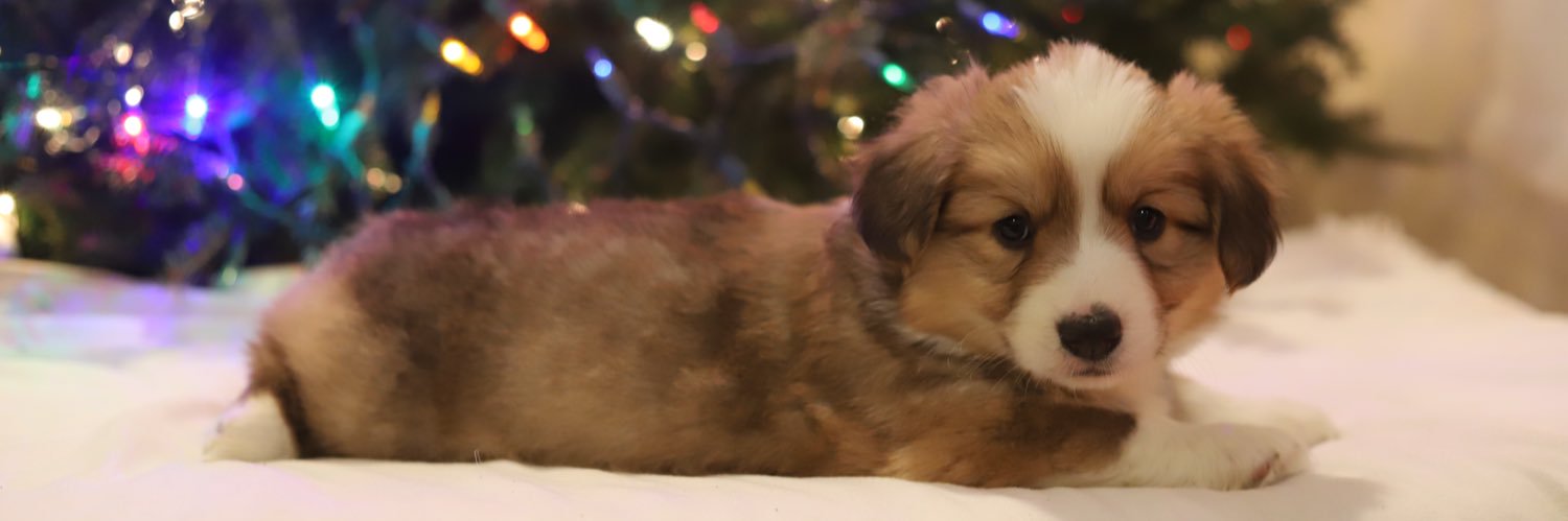 casey_meow's profile banner image