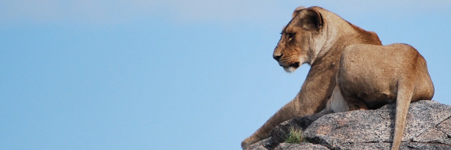 ARRosen's profile banner image
