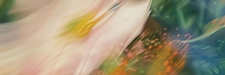 lycavlnc's profile banner image