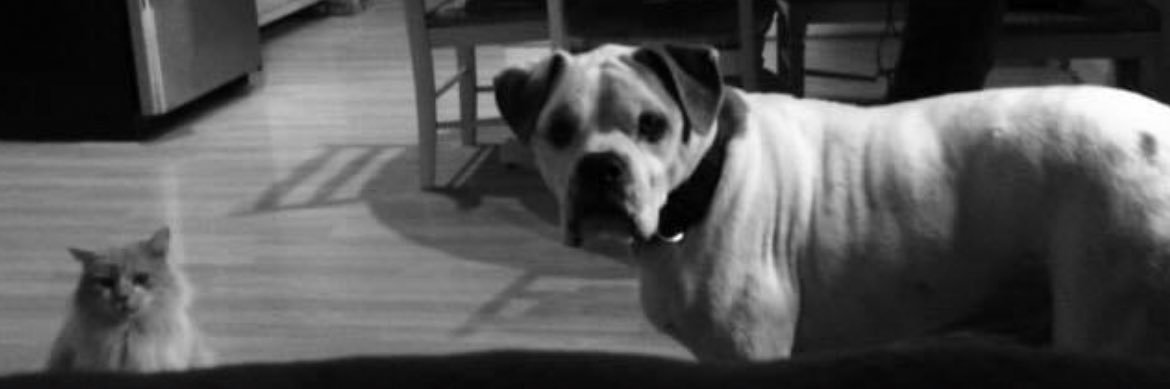 Kayla_Brooke's profile banner image