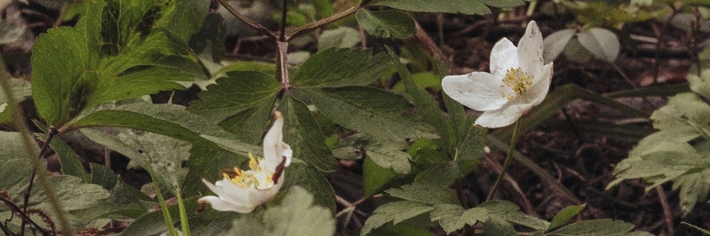 I'm Batman! ✨ banner