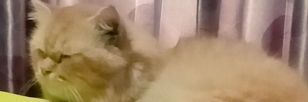 AlmaghribiS Profile Banner