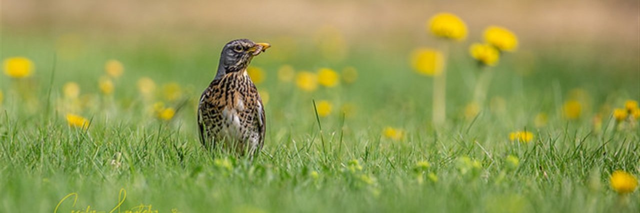 Vincenzo banner
