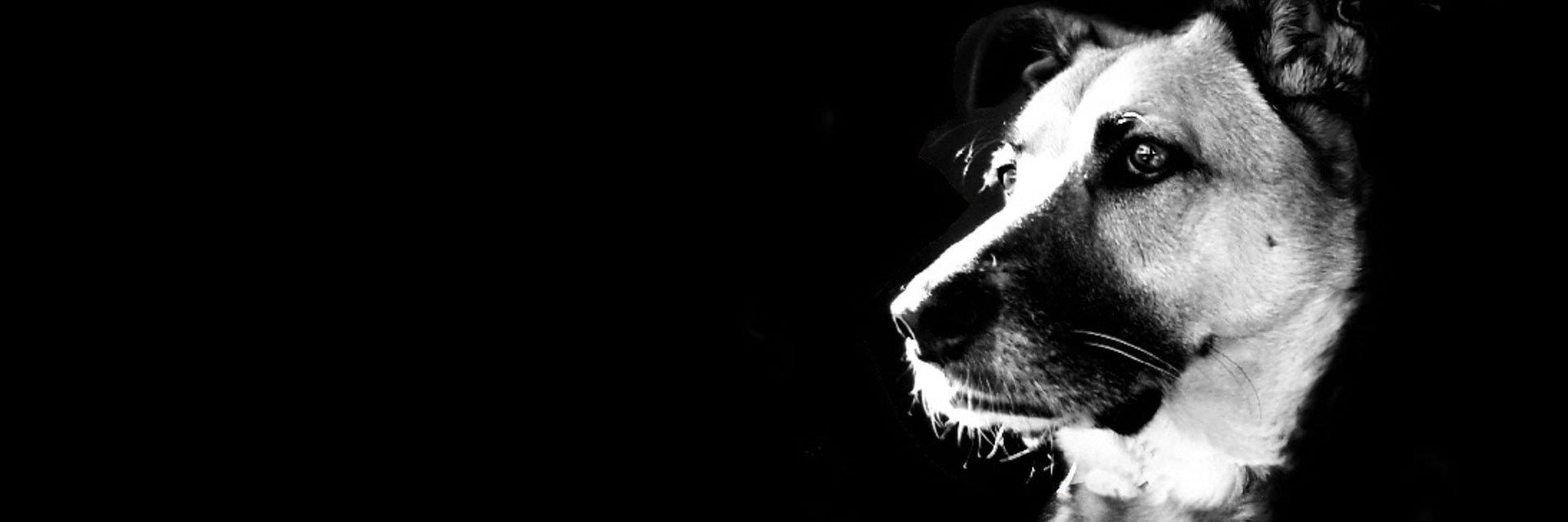 HisseyLeSnake's profile banner image