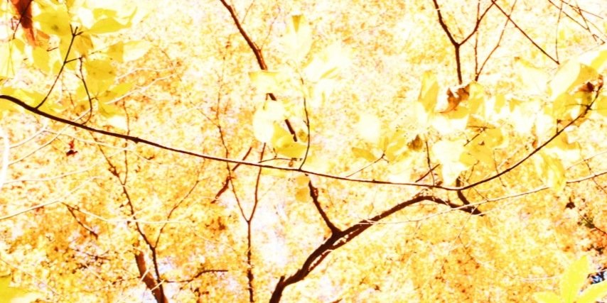 alexaskgdr's profile banner image