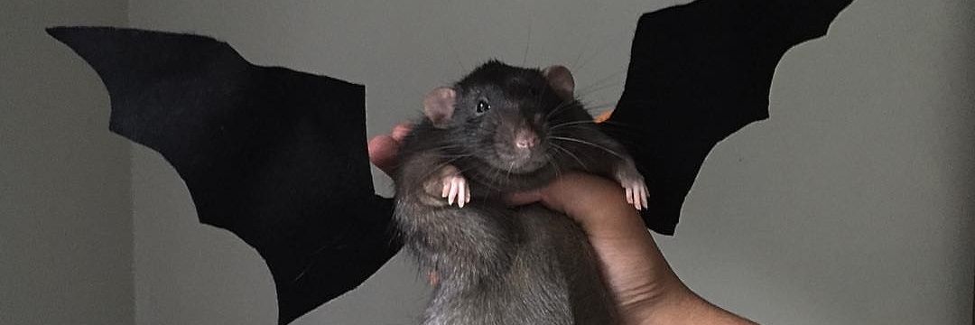 demonprouteur's profile banner image