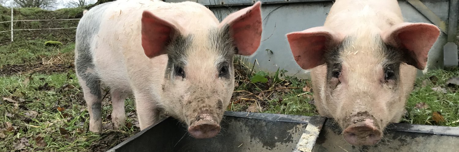 KateYells's profile banner image