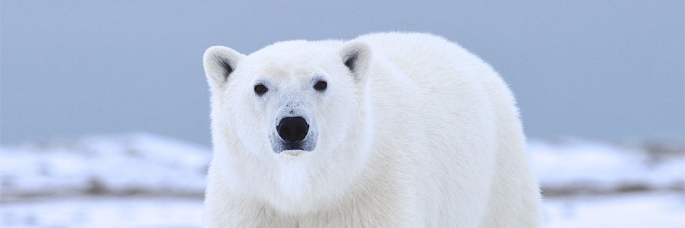 marsplat's profile banner image