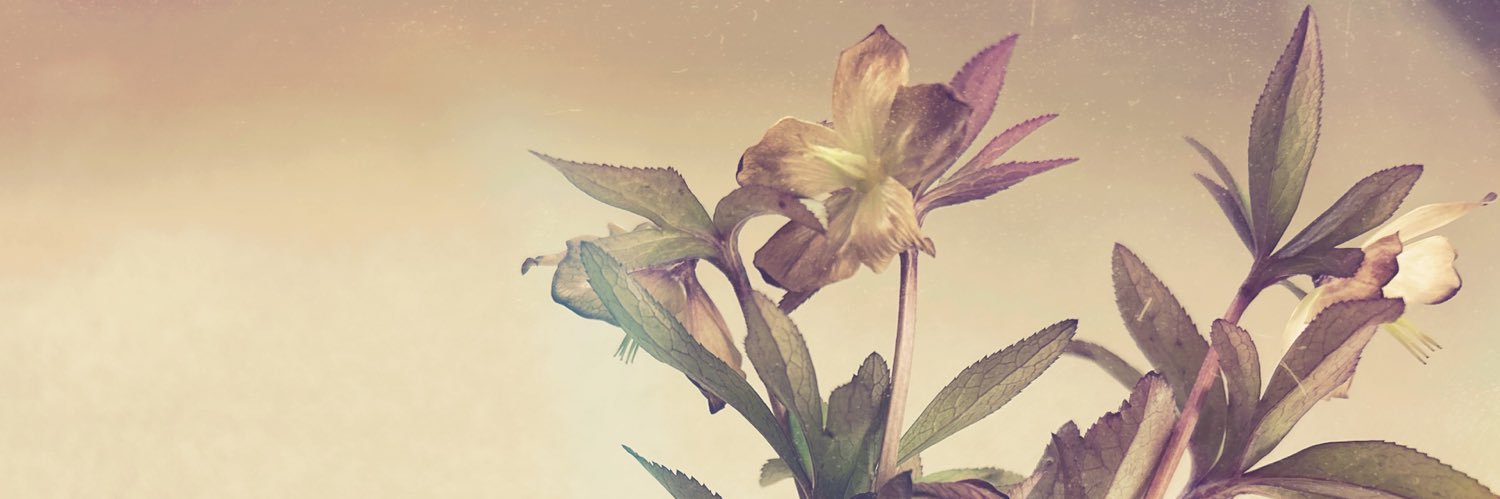 tyantu's profile banner image