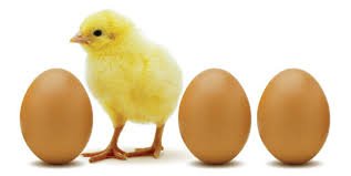 Pollito 🐣 banner