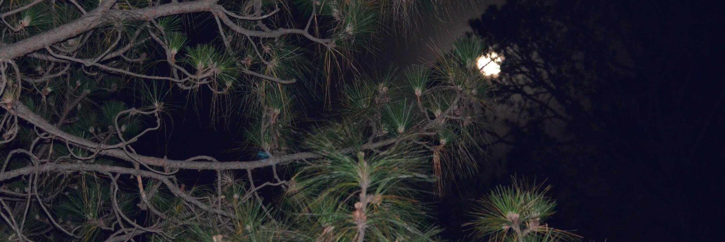 optimistpk's profile banner image