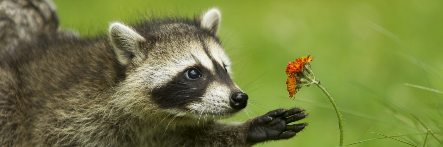 Panda_Whisperer's profile banner image