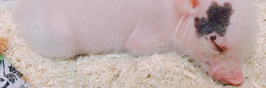Buta_pet's profile banner image