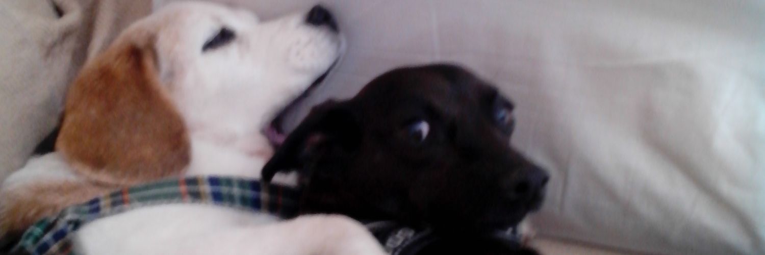 fulvia_fv's profile banner image