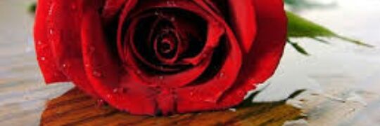 gooogo2017's profile banner image