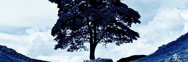 bmaya8's profile banner image
