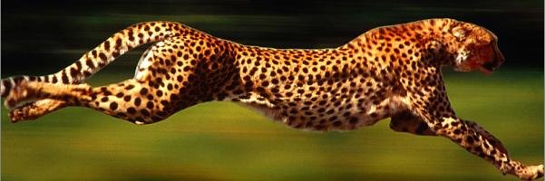 quick_brain's profile banner image