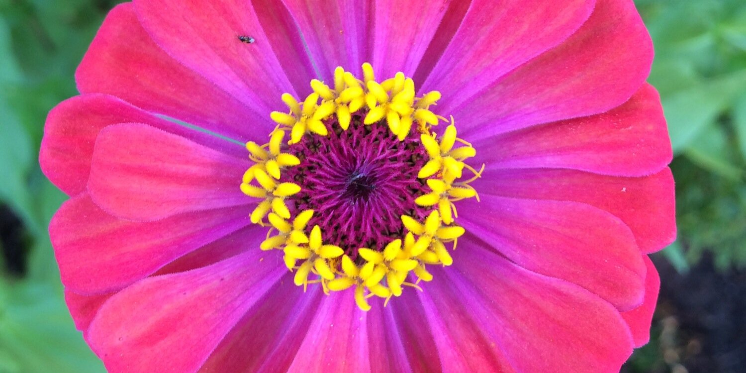 Rosemondpost's profile banner image