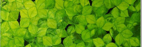 MongoDBatSO Profile Banner