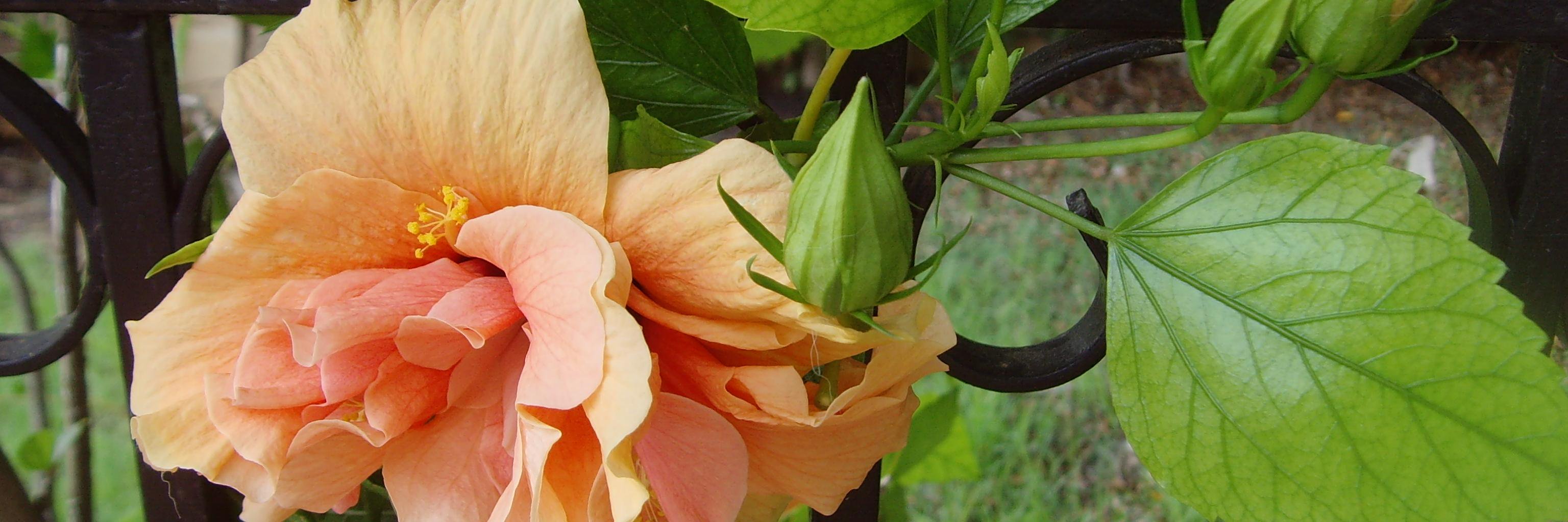 bhagusti's profile banner image
